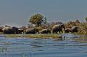 072 Okavango Delta, olifanten